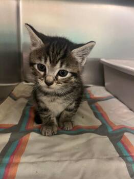 Domestic Medium Hair Cats Available for Adoption in Mineral, Virginia - April-blue | PetCurious