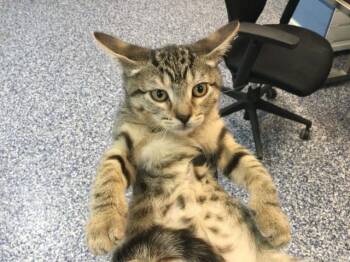 LO MEIN -  Domestic Short Hair Cat for Adoption in Thousand Palms, California - LO MEIN | PetCurious