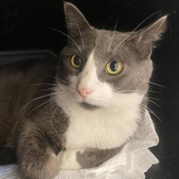Mr. Mustard -  Domestic Short Hair Cat for Adoption in Fall River, Massachusetts - Mr. Mustard | PetCurious