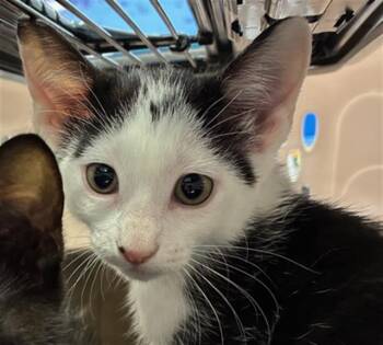 A137489 -  Domestic Medium Hair Cat for Adoption in Palmetto, Florida - A137489 | PetCurious