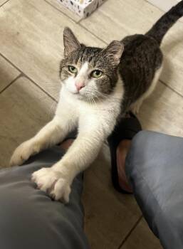 Domestic Short Hair Cats Available for Adoption - Cowboy Lovesalot | PetCurious