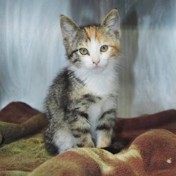 Gretel -  Domestic Short Hair Cat for Adoption in Starkville, Mississippi - Gretel | PetCurious