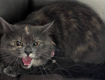 Domestic Short Hair Cats Available for Adoption - Smokey | PetCurious