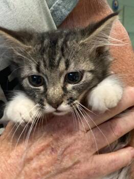 Zosime -  Domestic Long Hair Cat for Adoption in Burnsville, North Carolina - Zosime | PetCurious