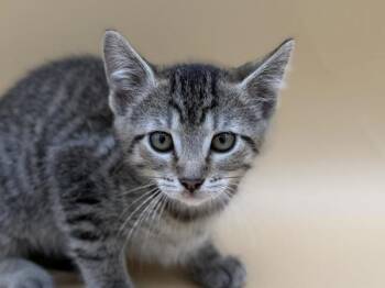Rhode -  Domestic Short Hair Cat for Adoption in Portland, Oregon - Rhode | PetCurious