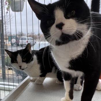 Domestic Short Hair Cats Available for Adoption - Huey & Luey | PetCurious