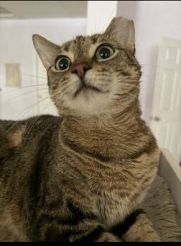 Kal Kal -  Domestic Short Hair Cat for Adoption in Walled Lake, Michigan - Kal Kal | PetCurious
