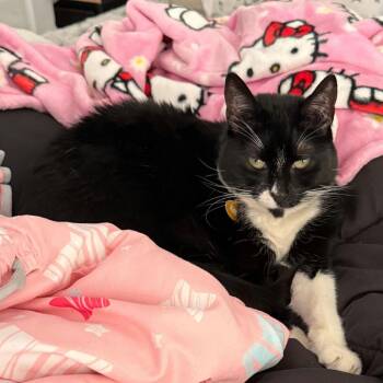 Domestic Short Hair Cats Available for Adoption in Sunnyvale, California - Mamu | PetCurious