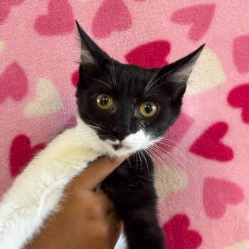 Capricorn -  Domestic Short Hair Cat for Adoption in Goleta, California - Capricorn | PetCurious