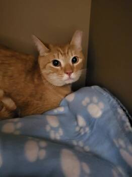 Domestic Short Hair Cats Available for Adoption in Albuquerque, New Mexico - GINGER | PetCurious