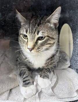 Domestic Short Hair Cats Available for Adoption in Nashville, Tennessee - Soup | PetCurious