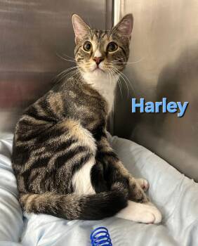 Bengal and Domestic Short Hair Cats Available for Adoption - Harley | PetCurious