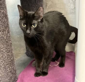 Domestic Short Hair Cats Available for Adoption in Dublin, Ohio - Ubuntu | PetCurious