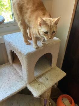 Sunny -  Domestic Short Hair Cat for Adoption in Wheaton, Illinois - Sunny | PetCurious
