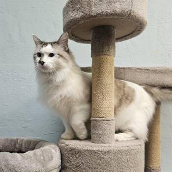 SUSHI -  Domestic Long Hair Cat for Adoption in Albuquerque, New Mexico - SUSHI | PetCurious