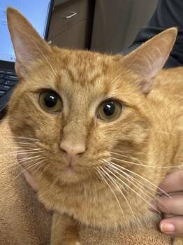 Jack Johnson -  Domestic Short Hair Cat for Adoption in Fishers, Indiana - Jack Johnson | PetCurious