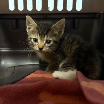 Tigerlily -  Domestic Short Hair Cat for Adoption in Dekalb, Illinois - Tigerlily | PetCurious