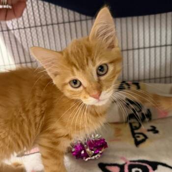 Copper -  Domestic Short Hair Cat for Adoption in Hampton Bays, New York - Copper | PetCurious