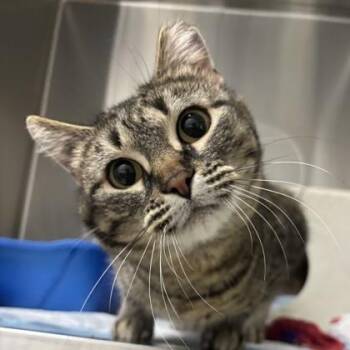 Domestic Short Hair Cats Available for Adoption in Dubuque, Iowa - Tulip | PetCurious