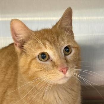 Domestic Short Hair Cats Available for Adoption in Lansing, Michigan - Gimlet | PetCurious