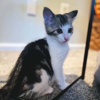 Paper -  Domestic Short Hair Cat for Adoption in West Olive, Michigan - Paper | PetCurious