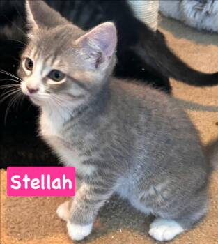 Stellah -  Domestic Short Hair Cat for Adoption in Gerrardstown, West Virginia - Stellah | PetCurious