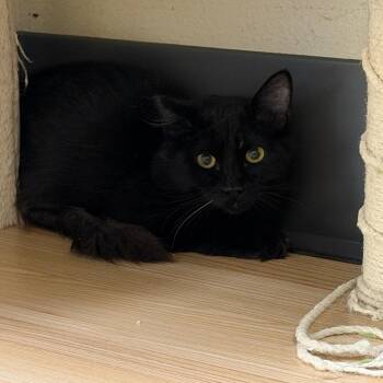 Bing -  Domestic Medium Hair Cat for Adoption in Las Vegas, Nevada - Bing | PetCurious