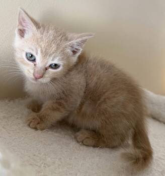 Daytona -  Domestic Short Hair and Tabby Cat for Adoption in Buford, Georgia - Daytona | PetCurious