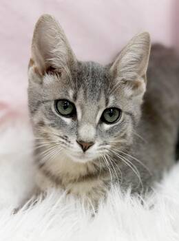 Nevada is nothing but SWEET SWEET SWEET - VIDEO -  Silver and Bengal Cat for Adoption in Bedford Hills, New York - Nevada Is Nothing But SWEET SWEET SWEET - VIDEO | PetCurious