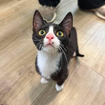 Bugsy -  Domestic Short Hair Cat for Adoption in Wilmington, North Carolina - Bugsy | PetCurious