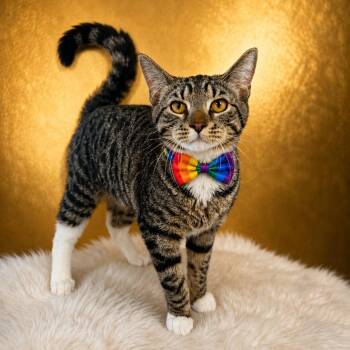Chex -  Domestic Short Hair Cat for Adoption in Binghamton, New York - Chex | PetCurious