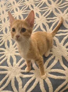 EARL THE PURRL -  Domestic Short Hair Cat for Adoption in Derwood, Maryland - EARL THE PURRL | PetCurious