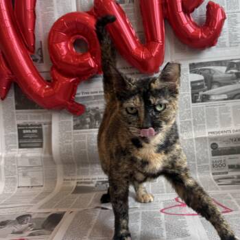 Domestic Short Hair Cats Available for Adoption - Freckles | PetCurious