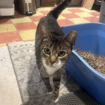 Sakina -  Domestic Short Hair Cat for Adoption in Lemoyne, Pennsylvania - Sakina | PetCurious
