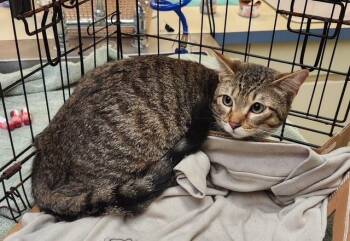 LIL MISTER -  Domestic Short Hair Cat for Adoption in Burbank, California - LIL MISTER | PetCurious