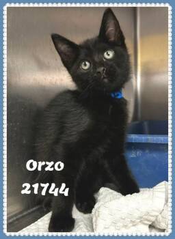 ORZO -  Domestic Short Hair and Bombay Cat for Adoption in Marietta, Georgia - ORZO | PetCurious