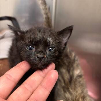 Domestic Short Hair and Extra Toes Cat Hemingway Polydactyl Cats Available for Adoption in Fresno, California - Verso | PetCurious