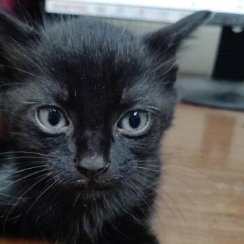Punk -  Domestic Short Hair Cat for Adoption in Valley, Alabama - Punk | PetCurious