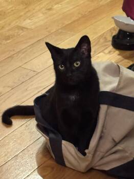 Nino -  Domestic Short Hair Cat for Adoption in Florham Park, New Jersey - Nino | PetCurious