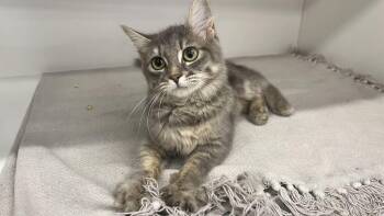 Casita -  Domestic Medium Hair Cat for Adoption in Chestertown, Maryland - Casita | PetCurious