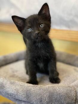 Rescue Domestic Short Hair Cats for Adoption in Boca Raton, Florida - Onyx | PetCurious