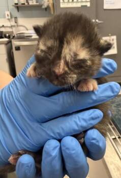 Domestic Short Hair Cats Available for Adoption - Jennifur | PetCurious