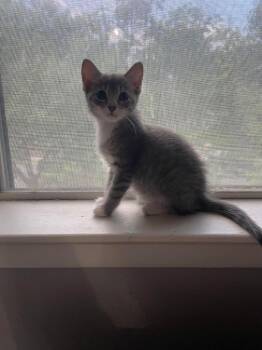 Lucy Grey -  Tabby Cat for Adoption in San Antonio, Texas - Lucy Grey | PetCurious