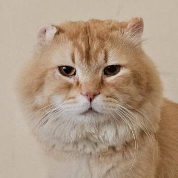 Bazuu Katter -  Domestic Long Hair and Domestic Short Hair Cat for Adoption in Hudson, Massachusetts - Bazuu Katter | PetCurious