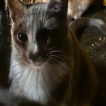 Val -  Domestic Short Hair Cat for Adoption in Grantsville, Utah - Val | PetCurious