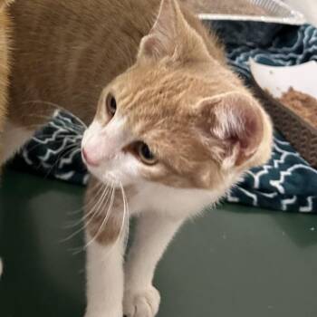 Donkey -  Domestic Short Hair Cat for Adoption in Chicago, Illinois - Donkey | PetCurious