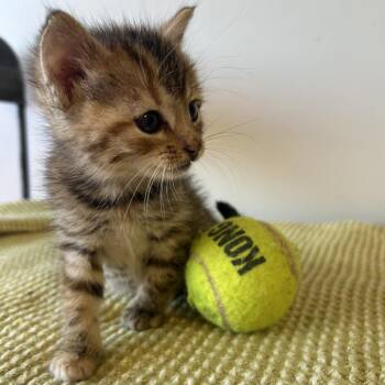 Azalea 26-019 -  Domestic Short Hair Cat for Adoption in Little Rock, Arkansas - Azalea 26-019 | PetCurious