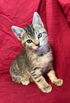 Cleo -  Domestic Short Hair Cat for Adoption in Knoxville, Georgia - Cleo | PetCurious