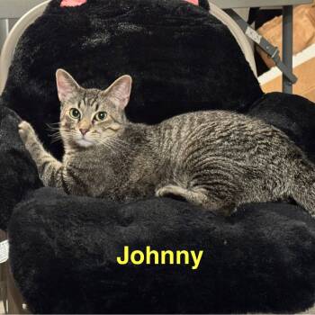 Rescue Domestic Short Hair Cats for Adoption in Spring Hill, Kansas - Johnny | PetCurious