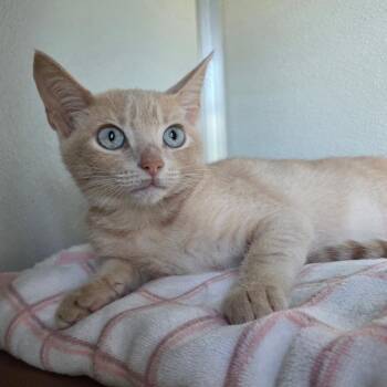 Elijah -  Domestic Short Hair Cat for Adoption in Chattanooga, Tennessee - Elijah | PetCurious